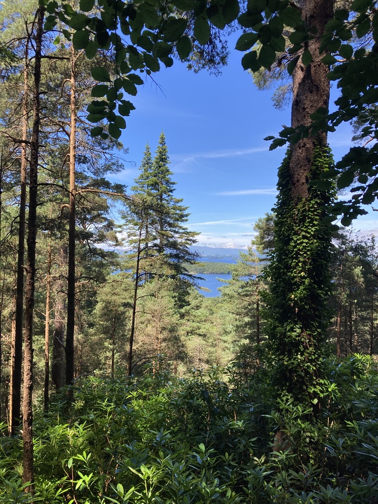 Seelenheilbykarin: Angebot/ Wald
